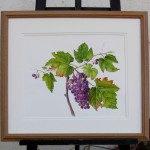 Grape Vine (framed)