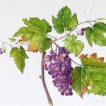 Grape Vine