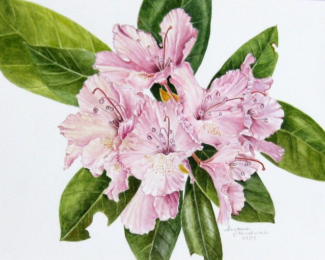 Rhododendron Flower, SOLD