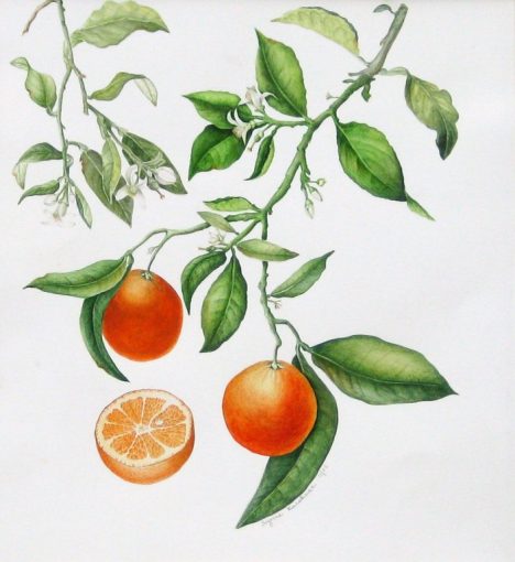 Oranges with Branches and Slice Watercolor