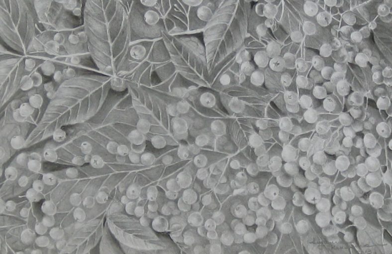 Toyonberry Bush Graphite