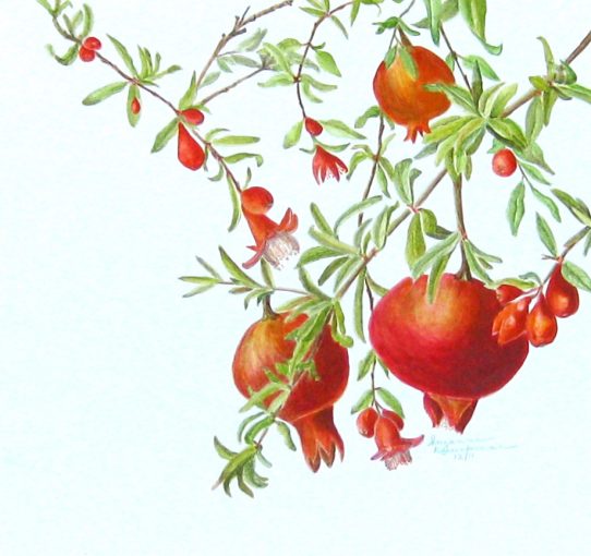 Pomegranate Tree, SOLD