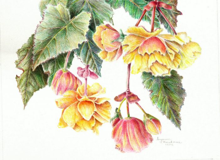 Tuberous Begonia, SOLD