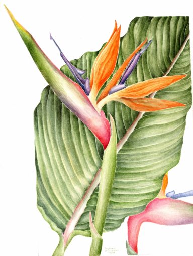 Bird-of-Paradise-2