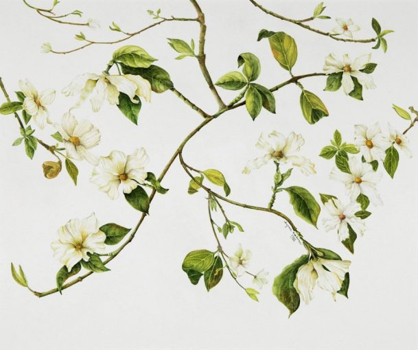California Dogwood Yosemite
