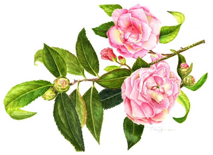 Camelia