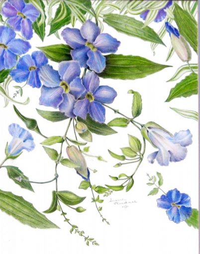 Thunbergia, SOLD