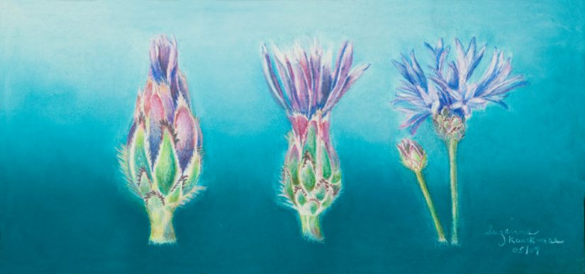 Cornflower