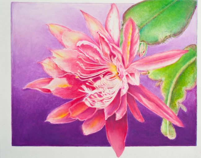 Epiphyllum Colored Pencil