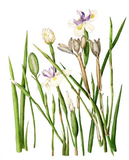 Fortnight Lillies 2