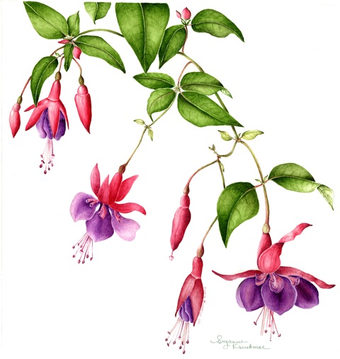 Fuchsia Vodoo