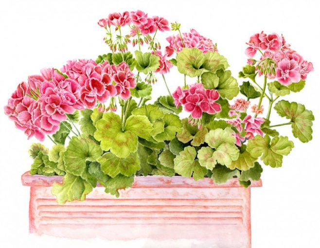 Box of Geraniums