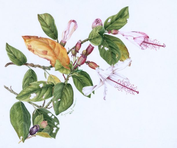Hibiscus Kokio, SOLD