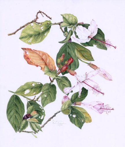Hibiscus Kokio
