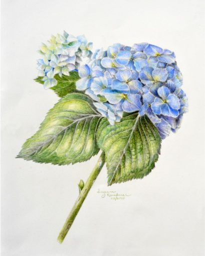 Hydrangea