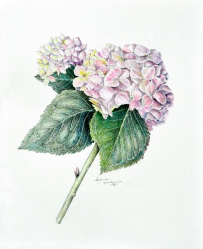 Hydrangea (pink)