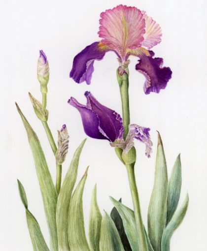 Iris, SOLD