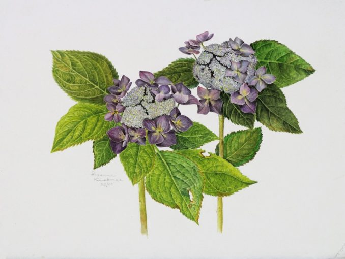 Lace Cap Hydrangea
