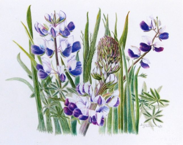 Lupine of Oregon