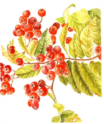 Mountain Ash