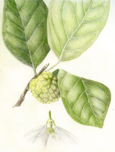 Noni Fruit