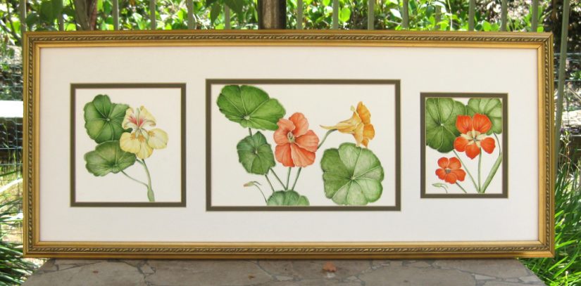 Nasturtium Trio
