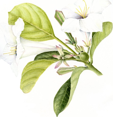 Portlandia grandiflora