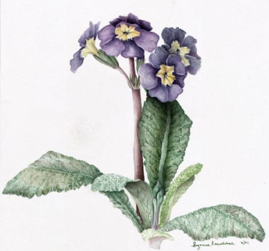Primrose