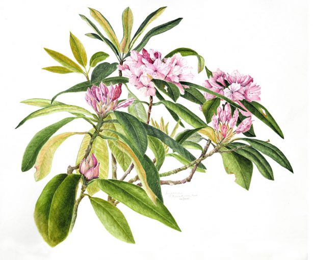 Rhododendron