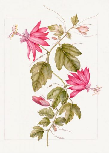 Scarlet Passion Flower