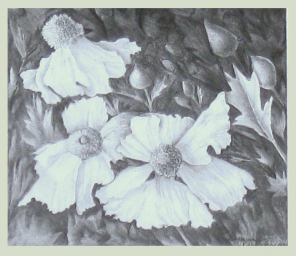 Matilla Poppies