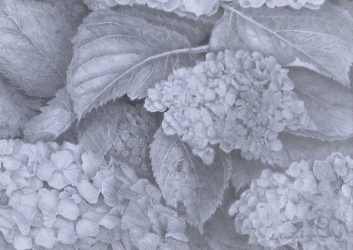 Hydrangea Graphite