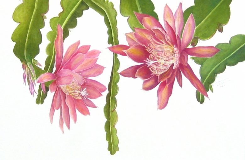 Epiphyllum