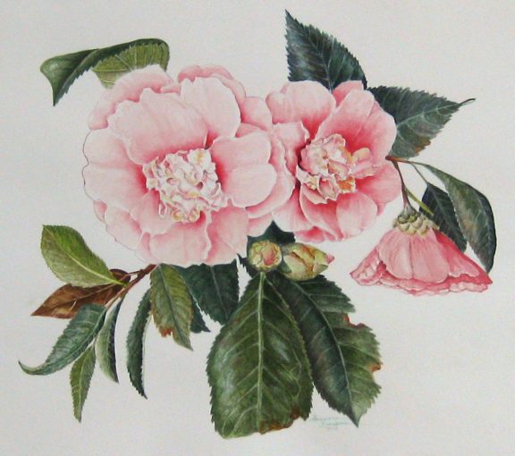 Camellia Next Door