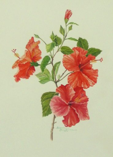 Red Hibiscus