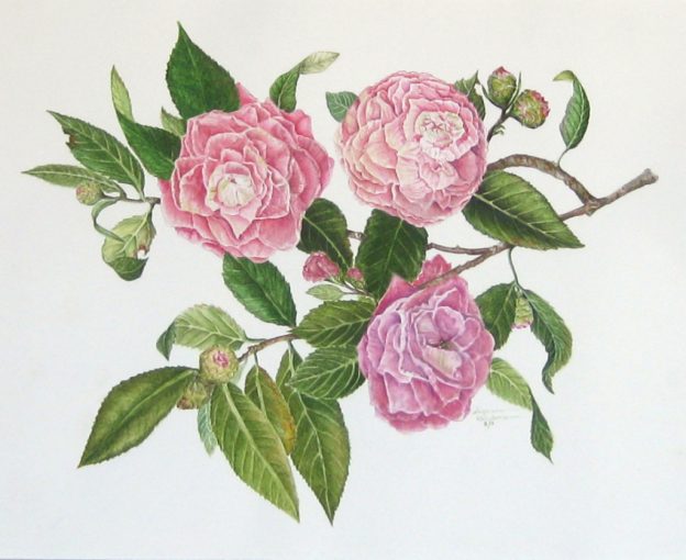 Large Camellia