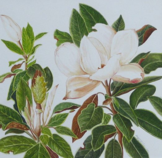 Magnolia Tree