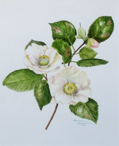 White Camellia