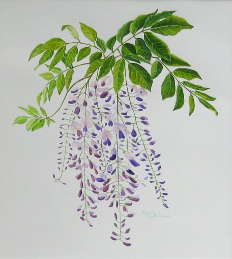 Wisteria