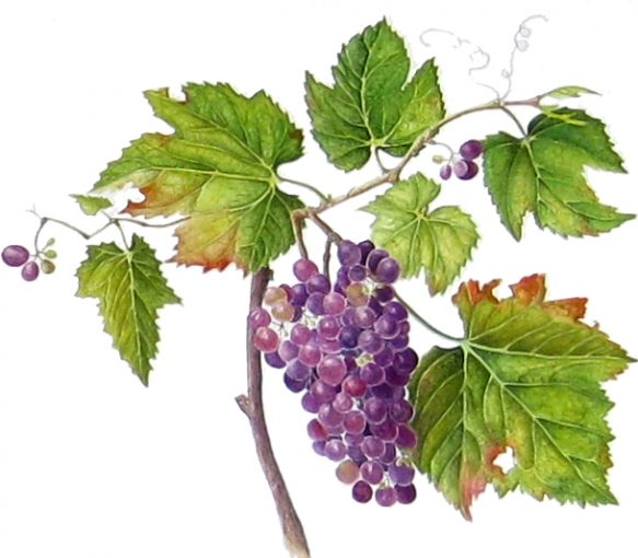 Grape Vine