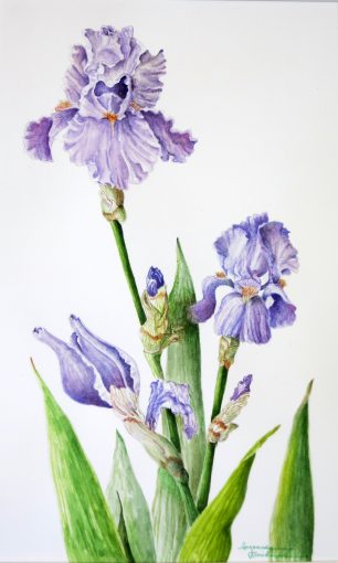 Iris Are In Bloom