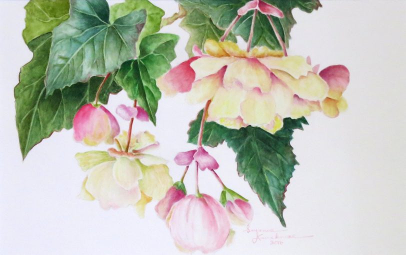 Begonias