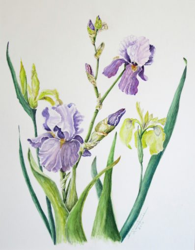 Iris Duo – Purple and Yellow