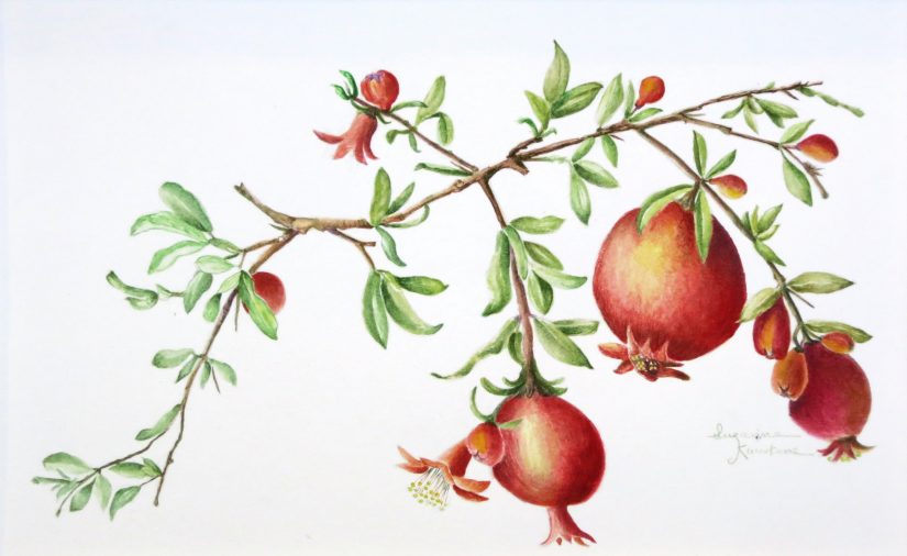 Pomegranate 2017  $325