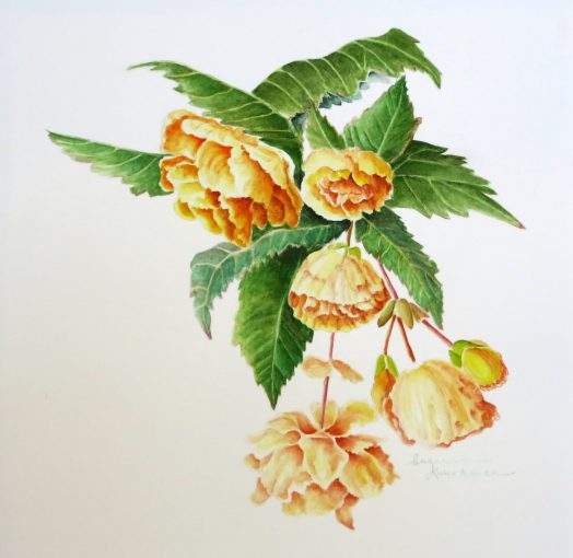 Golden Begonias   $450