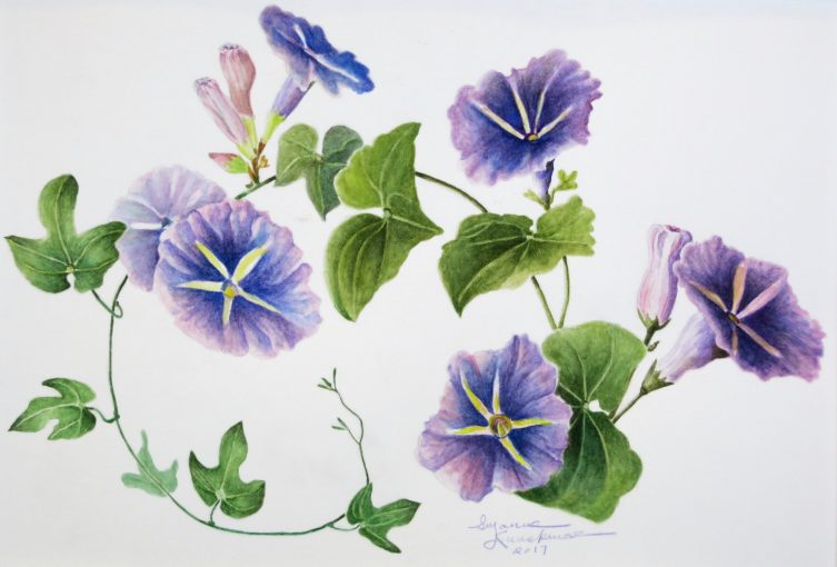 Backyard Morning Glories   $375
