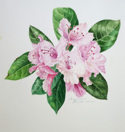 Rhododendron Flower