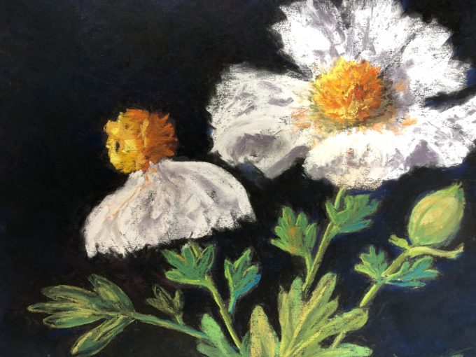 Matilla Poppies