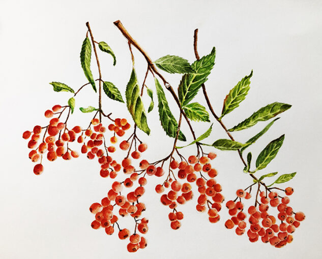 Toyan Berry Spray